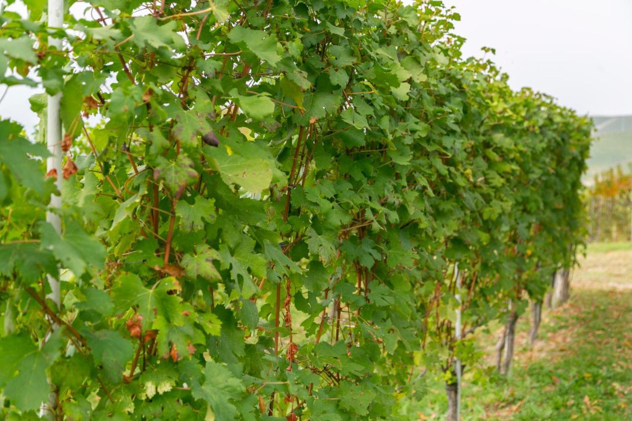 Ca Trifolera Barbaresco - Romantico Cascinale Con Antica Cantina Nel Cuore Delle Langhe - Degustazione Vini Nella Nostra Cantina Eksteriør billede