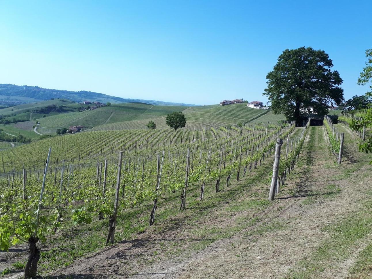 Ca Trifolera Barbaresco - Romantico Cascinale Con Antica Cantina Nel Cuore Delle Langhe - Degustazione Vini Nella Nostra Cantina Eksteriør billede