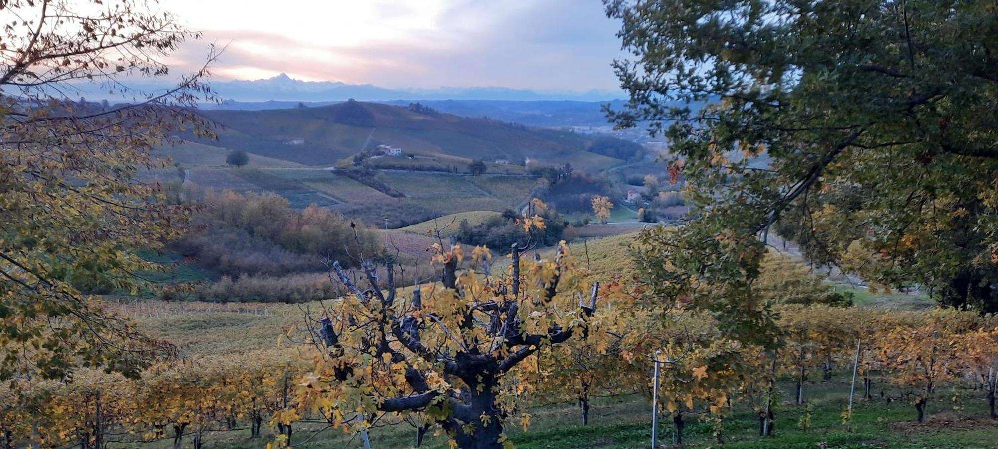 Ca Trifolera Barbaresco - Romantico Cascinale Con Antica Cantina Nel Cuore Delle Langhe - Degustazione Vini Nella Nostra Cantina Eksteriør billede