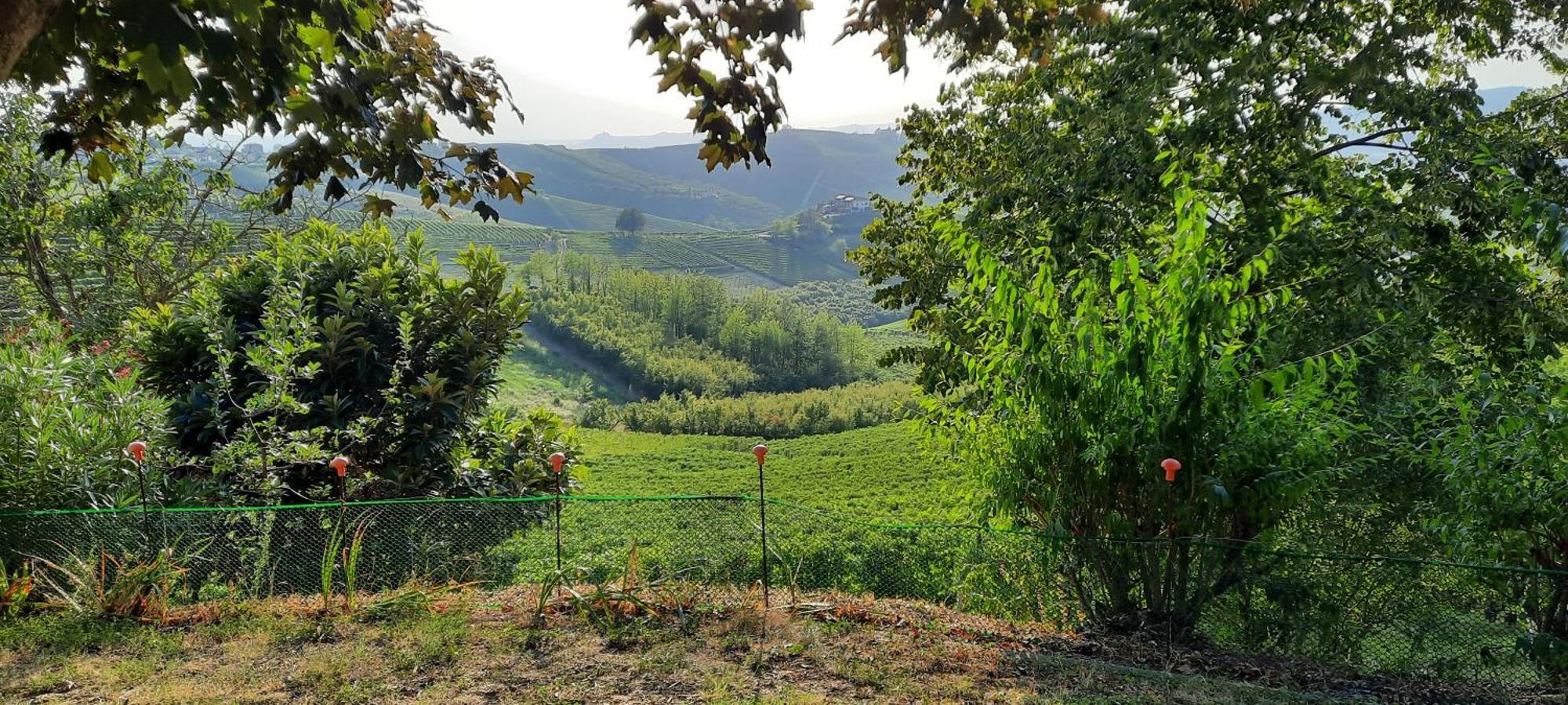 Ca Trifolera Barbaresco - Romantico Cascinale Con Antica Cantina Nel Cuore Delle Langhe - Degustazione Vini Nella Nostra Cantina Eksteriør billede