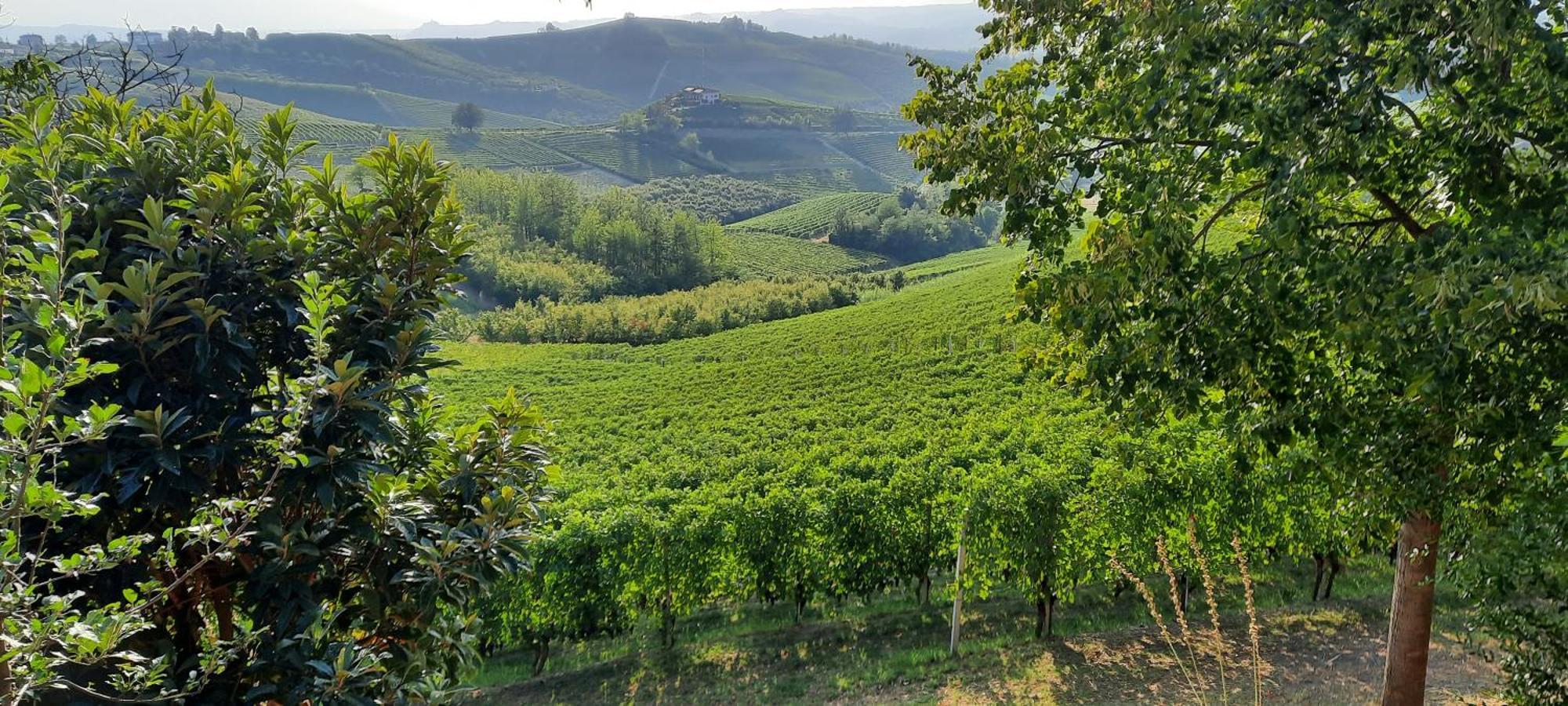 Ca Trifolera Barbaresco - Romantico Cascinale Con Antica Cantina Nel Cuore Delle Langhe - Degustazione Vini Nella Nostra Cantina Eksteriør billede